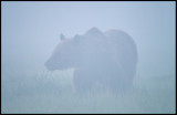 bear coming very close a foggy morning