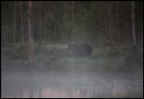 Hot days and cold nights in august is perfect for creating late evening fog....