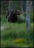 A cold evening you can see the bears breathing