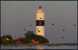 Cormorants in late summer evening at Ottenby - Långe Jan Lighthouse