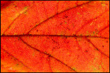 Autum Maple leaf