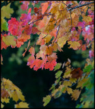 Colorful Maple leafs - Lönsås