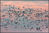 Barnacle Geese at dusk - Ottenby