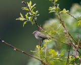 Humess leaf warbler 060526-727