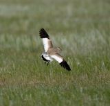 Sociable Lapwing 060607-549