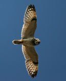 Short-eared Owl 060607-919