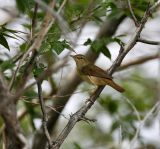 Blyth`s Reed Warbler 060530-724