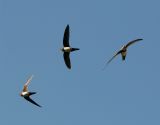 Alpine Swifts (3 pictures)