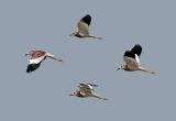 White-talied Lapwing (4 pictures)
