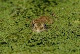Hiding Frog
