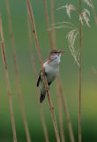 Great Reed Warbler