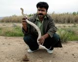 Man with horned viper (Biyarjomand)