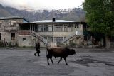Evening bull-walk in Kazbegi