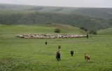 Sheep dogs near Azerbaijan border