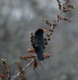 Blackbird - Kazbegi