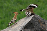 Hoopoes Chasing