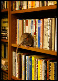 Bookrat (preferring Le Carré ??) - Local bookshop in Tallin - Estonia