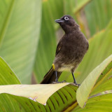 750bulbul13P1091196.jpg