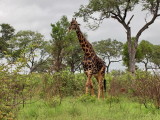 900giraff50P4253749.jpg