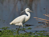 900egret11bP8048180.jpg