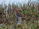 900snipe10P8108493.jpg