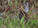 900snipe6bP8108487.jpg