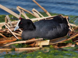 1024coot2PB292492.jpg