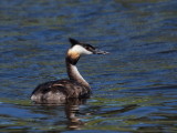 Greater Crested Grebe