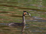 Greater Crested Grebe