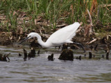 Little Egret