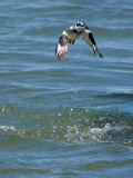 800flykf-fly6P2057693.jpg