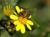 800bee4P5138266.jpg