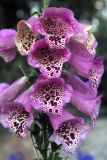 CT foxglove 154.