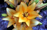 Southeastern CT yellow lilies 14