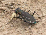 Punctured Tiger Beetle #1