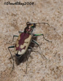 Cicindela7962-24SEPT2008-Hwy318mm51.4.jpg