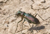 unk-cicindela-7725-rbl-23sept08.jpg