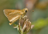 Woodland Skipper - Ochlodes sylvanoides