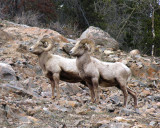 Two-Bighorns.jpg