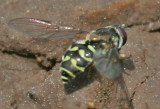 unid-bee-or-fly-06june2004-adamslodge.jpg