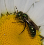 Metallic Copper Bee   Hoplitis fulgida fulgida 