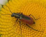 Scarlet Malachite  Beetle   Malchius aeneus