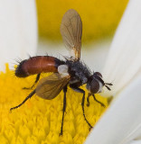 Tachnid Fly, Cylindromyia sp.