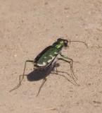 Sidewalk or Punctured Tiger Beetle