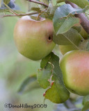 Apples-22AUG2009-Yard.jpg