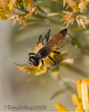 Wasp, Podolonia