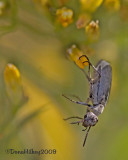 Gray Blister Beetle
