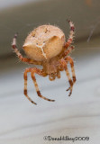 Cat-Faced Spider, Species Araneus gemmoides