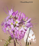 Checkered White, Pontia protodice