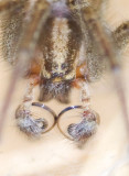 Grass Spider, Genus Agelenopsis